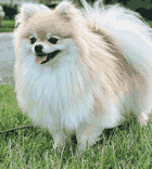 Bailey, the FluffyBytes Pomeranian