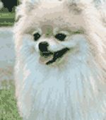 Bailey, the FluffyBytes Pomeranian mascot